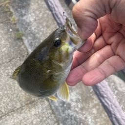 スモールマウスバス