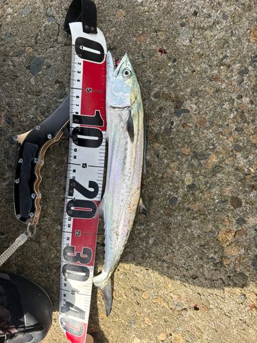 サゴシの釣果