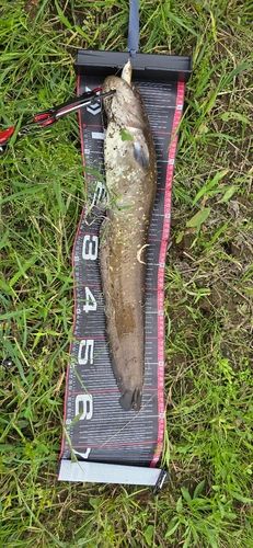 ナマズの釣果