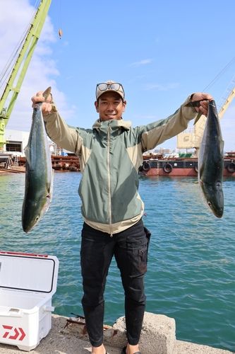 ハマチの釣果
