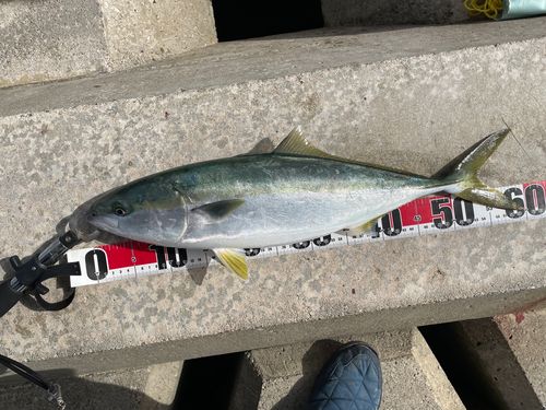 イナダの釣果