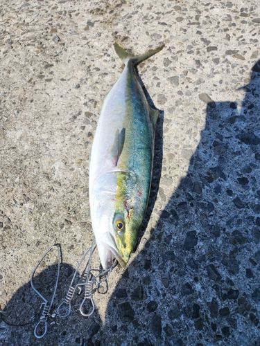 ハマチの釣果