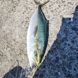ハマチ