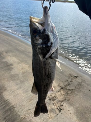 阿武隈川河口