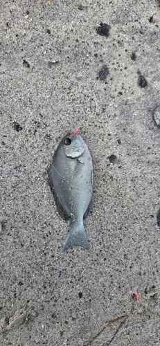 スズメダイの釣果