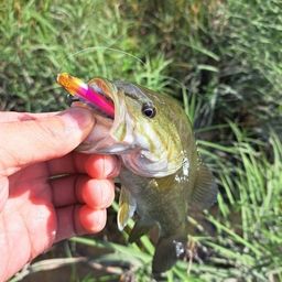 スモールマウスバス