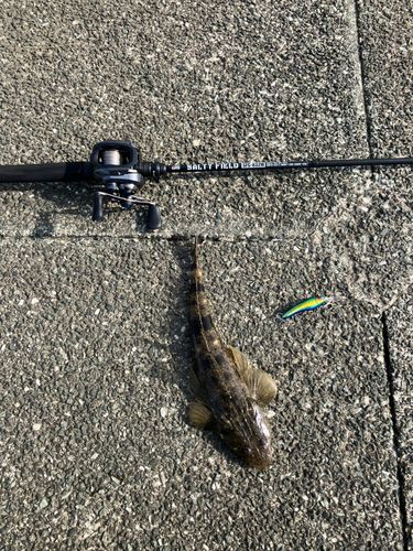 コチの釣果