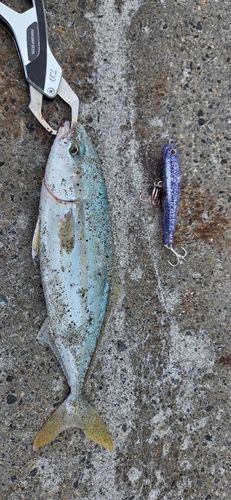 ワカシの釣果