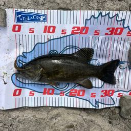 スモールマウスバス