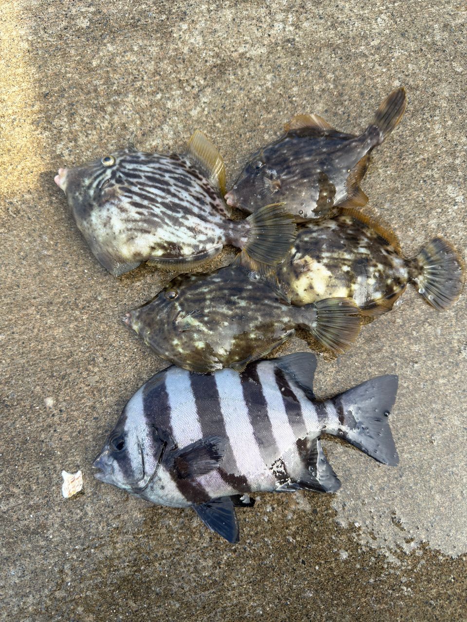 カワハギ