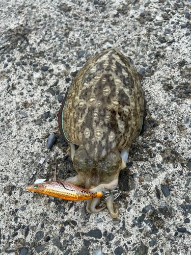 コウイカの釣果