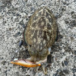 コウイカ