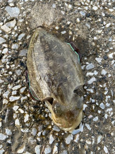 コウイカの釣果