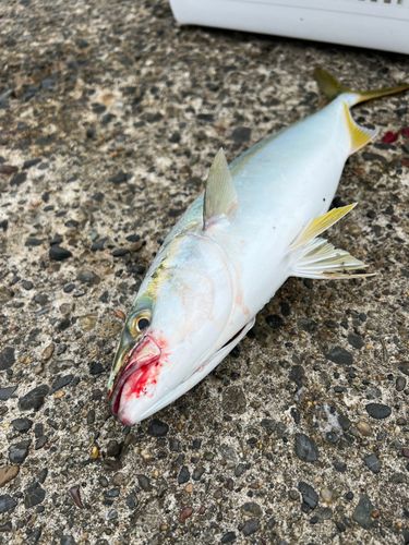 イナダの釣果