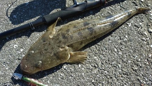 マゴチの釣果