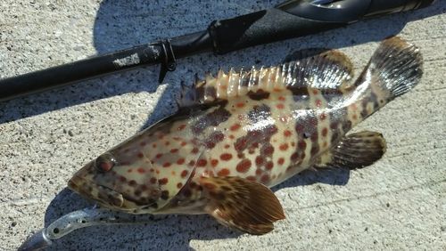 チャイロマルハタの釣果