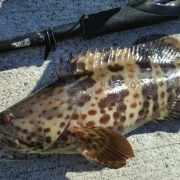 チャイロマルハタ