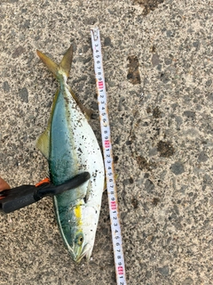 フクラギの釣果