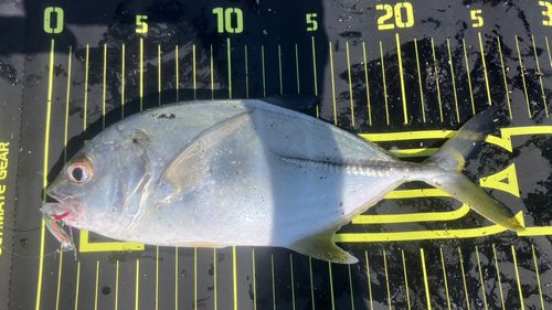 メッキの釣果