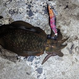 アシチン