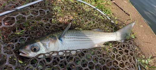 ボラの釣果