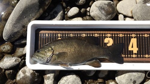 スモールマウスバスの釣果