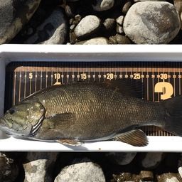 スモールマウスバス