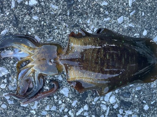 アオリイカの釣果