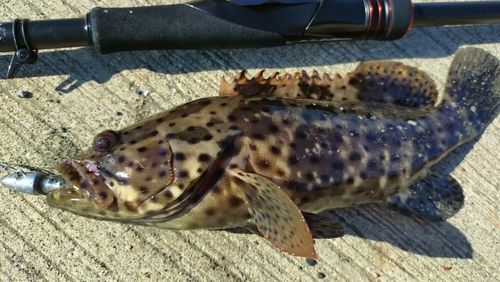 ヤイトハタの釣果