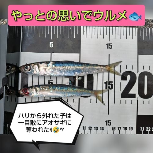 ウルメイワシの釣果