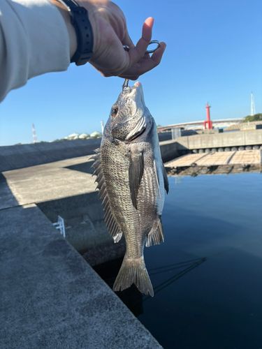 釣果