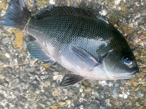 クロの釣果