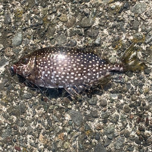 アイゴの釣果
