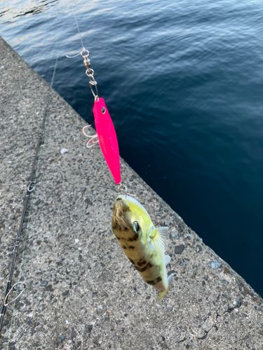 シロサバフグの釣果