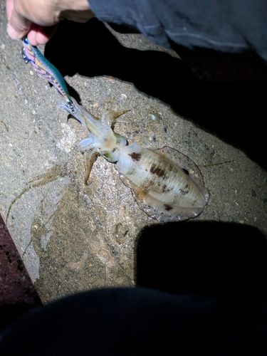 アオリイカの釣果