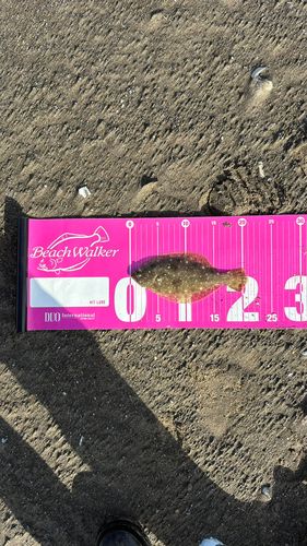 ソゲの釣果