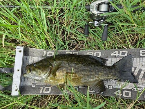 スモールマウスバスの釣果