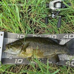 スモールマウスバス