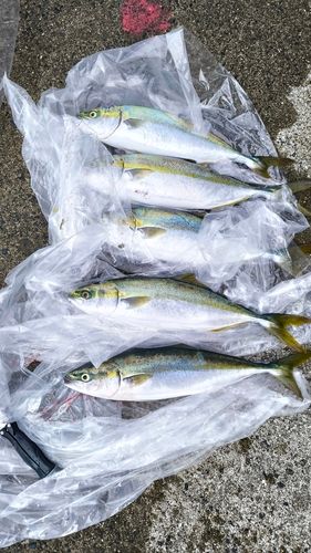 ヤズの釣果