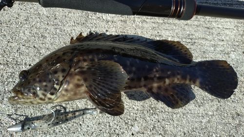 ヤイトハタの釣果