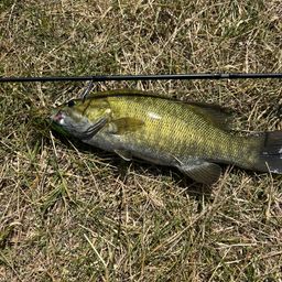 スモールマウスバス