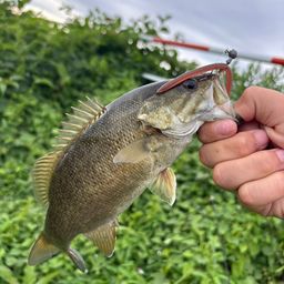 スモールマウスバス