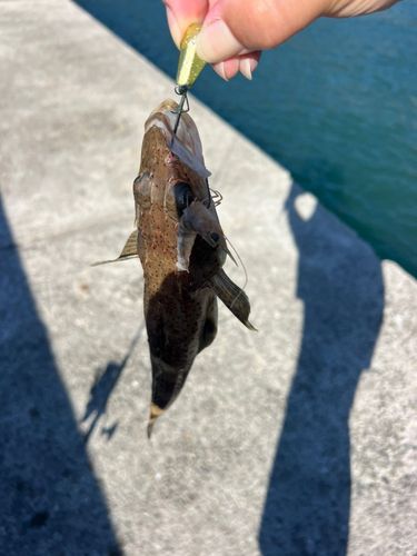 マゴチの釣果