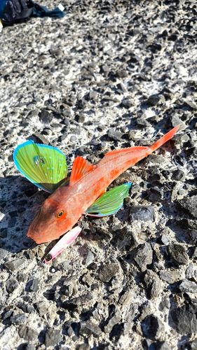 ホウボウの釣果