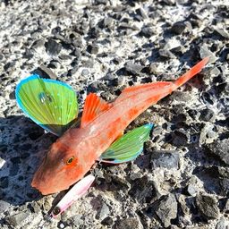 ホウボウ