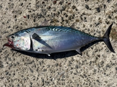 スマガツオの釣果