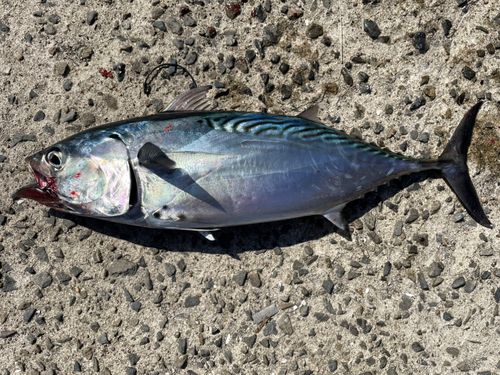 スマガツオの釣果
