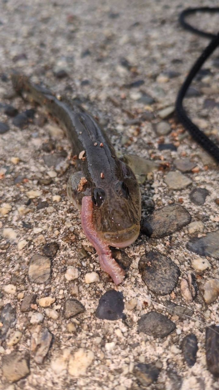 マハゼ