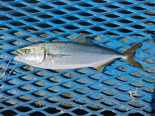 イナダの釣果