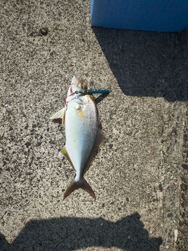 カンパチの釣果
